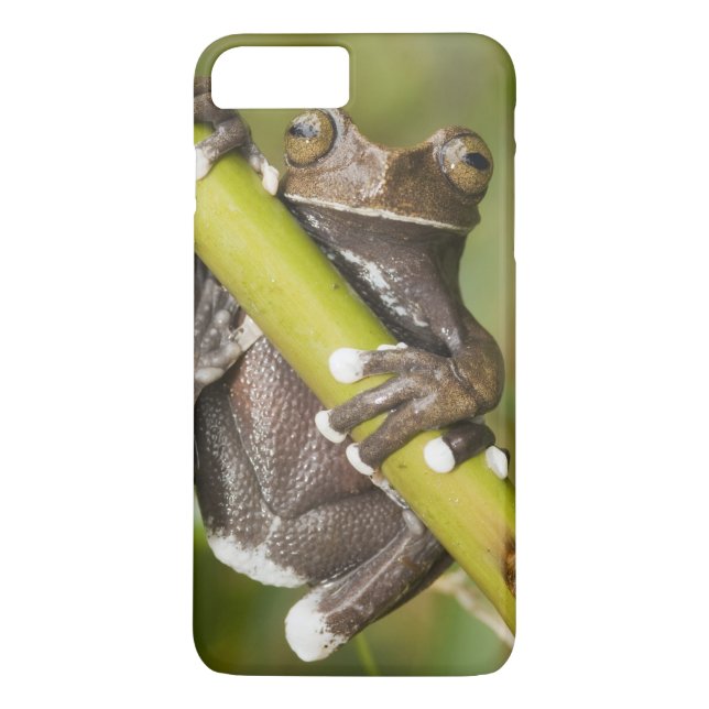 Captive Tapichalaca Tree Frog Hyloscirtus Case-Mate iPhone Case (Back)