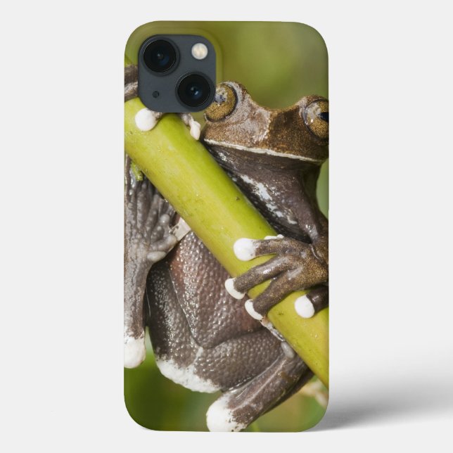 Captive Tapichalaca Tree Frog Hyloscirtus Case-Mate iPhone Case (Back)