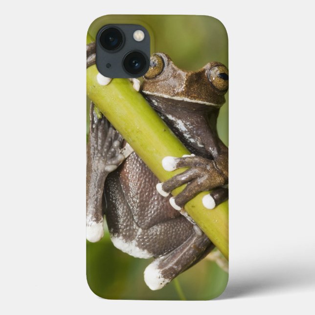 Captive Tapichalaca Tree Frog Hyloscirtus Case-Mate iPhone Case (Back)