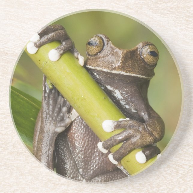 Captive Tapichalaca Tree Frog Hyloscirtus Coaster (Front)