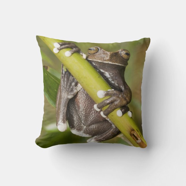 Captive Tapichalaca Tree Frog Hyloscirtus Cushion (Front)