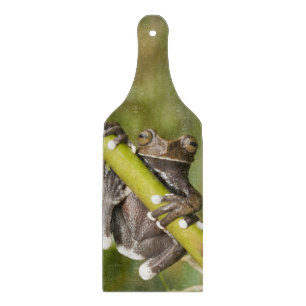 Captive Tapichalaca Tree Frog Hyloscirtus Cutting Board