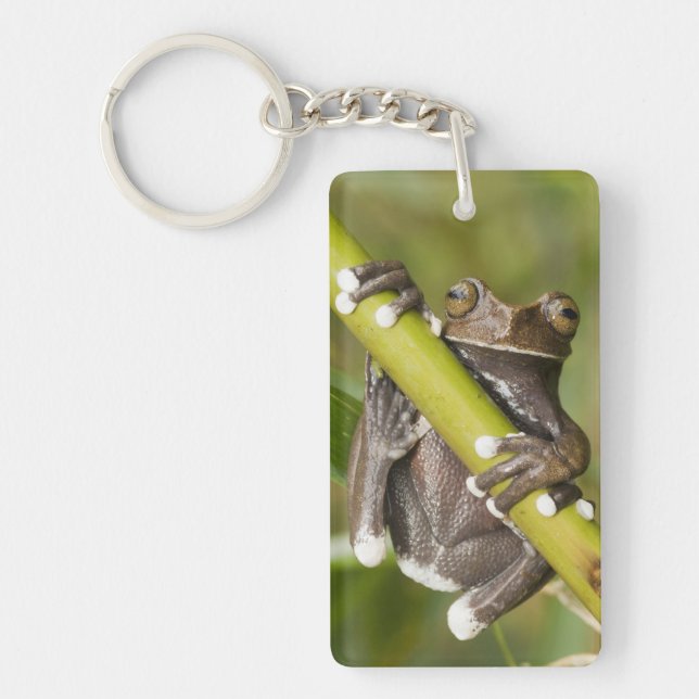 Captive Tapichalaca Tree Frog Hyloscirtus Key Ring (Front)