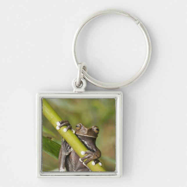 Captive Tapichalaca Tree Frog Hyloscirtus Key Ring (Front)