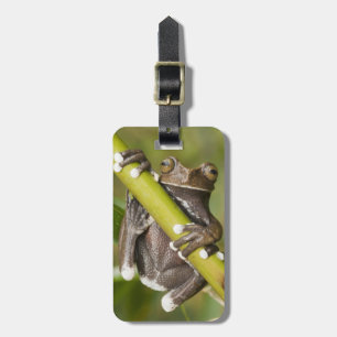 Captive Tapichalaca Tree Frog Hyloscirtus Luggage Tag