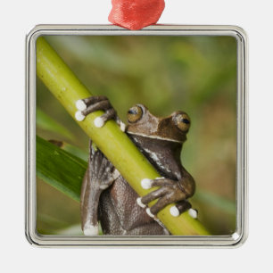 Captive Tapichalaca Tree Frog Hyloscirtus Metal Tree Decoration
