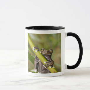 Captive Tapichalaca Tree Frog Hyloscirtus Mug