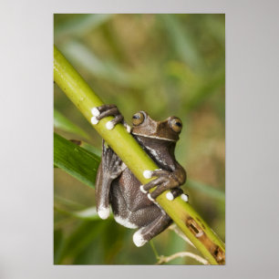 Captive Tapichalaca Tree Frog Hyloscirtus Poster