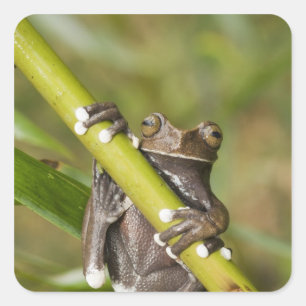 Captive Tapichalaca Tree Frog Hyloscirtus Square Sticker