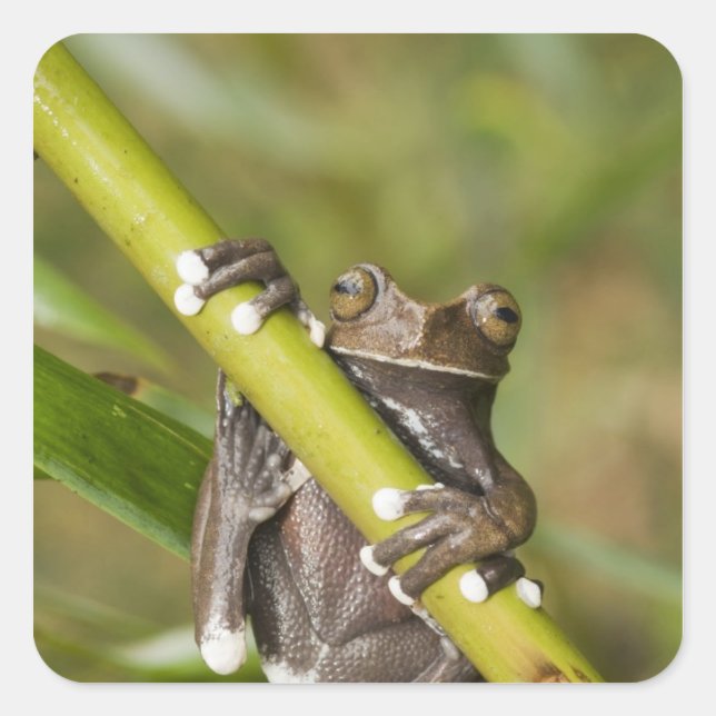 Captive Tapichalaca Tree Frog Hyloscirtus Square Sticker (Front)