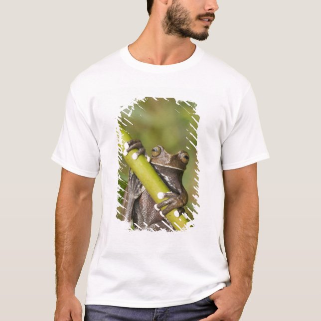 Captive Tapichalaca Tree Frog Hyloscirtus T-Shirt (Front)