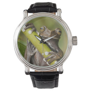 Captive Tapichalaca Tree Frog Hyloscirtus Watch