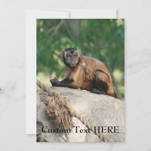 Capuchin Monkey Cute But Cranky (Front)