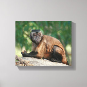 Capuchin Monkey Cute But Cranky Canvas Print
