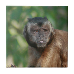 Capuchin Monkey Cute But Cranky Ceramic Tile
