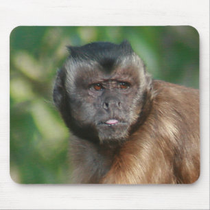 Capuchin Monkey Cute But Cranky Mouse Pad
