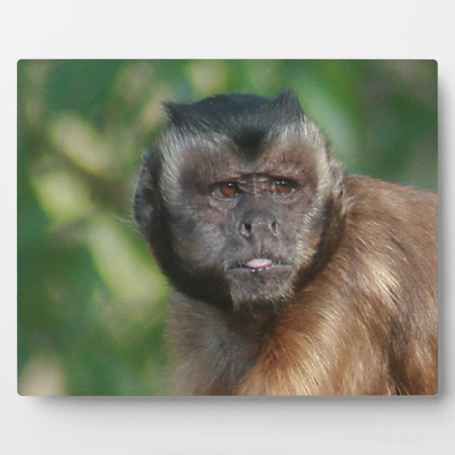 Capuchin Monkey Cute But Cranky Plaque (Front)