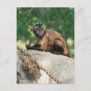 Capuchin Monkey Cute But Cranky Postcard