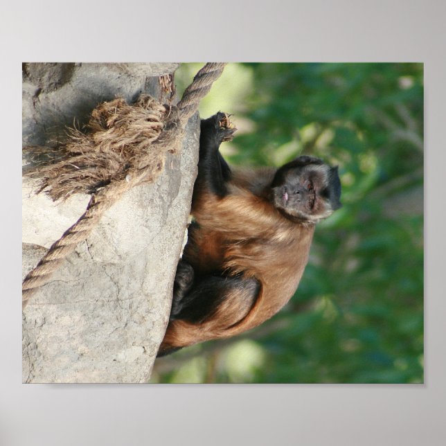 Capuchin Monkey Cute But Cranky Poster (Front)