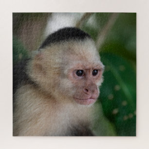 Capuchin monkey jigsaw puzzle