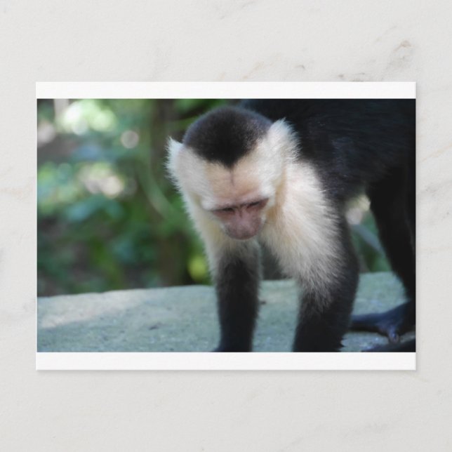 Capuchin Monkey.JPG Postcard (Front)
