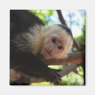 Capuchin Monkey Magnet