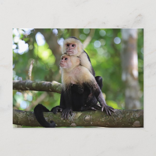 Capuchin Monkeys Postcard (Front)