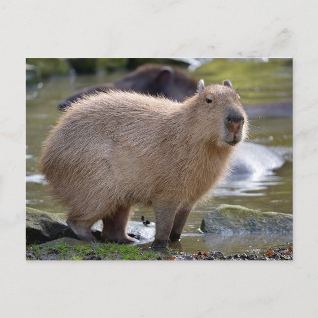 Capybara at the edge of a pond postcard (Front)