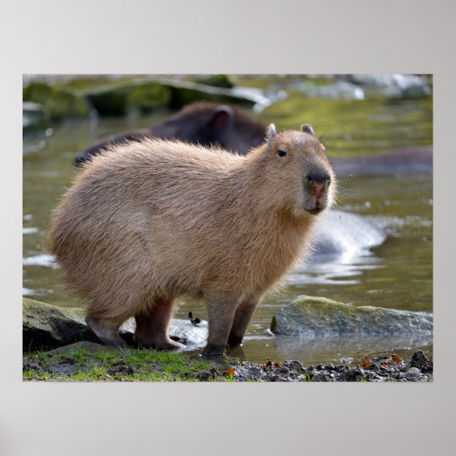 Capybara at the edge of a pond poster (Front)