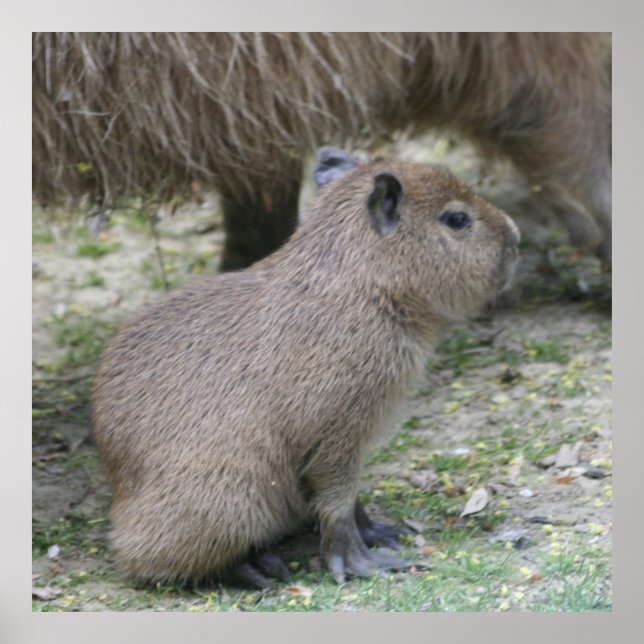 capybara baby poster (Front)