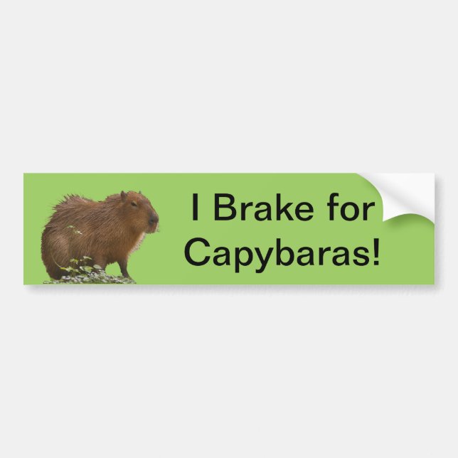 Capybara Bumper Sticker (Front)