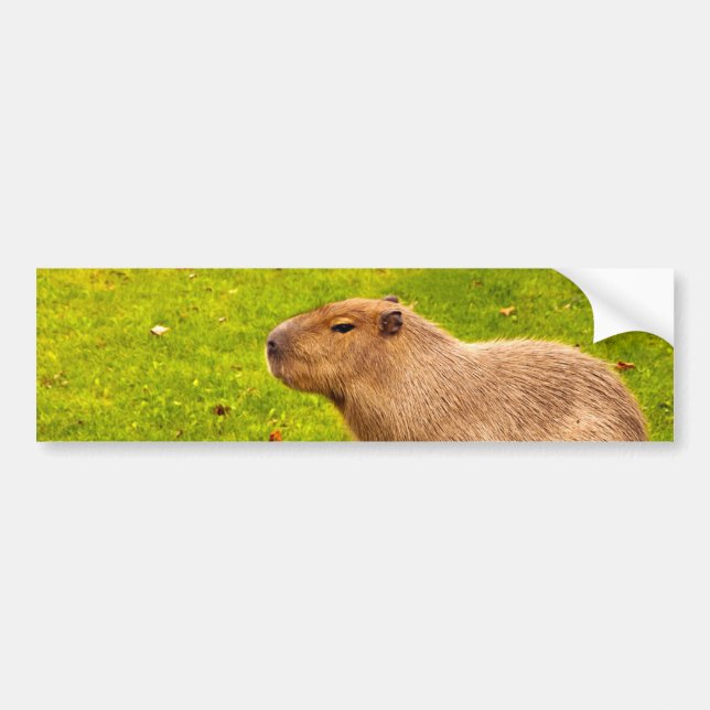 Capybara Bumper Sticker (Front)