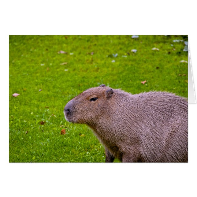 Capybara Card (Front Horizontal)