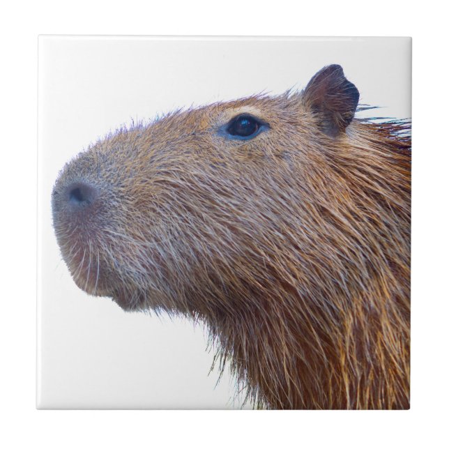 Capybara Ceramic Tile (Front)