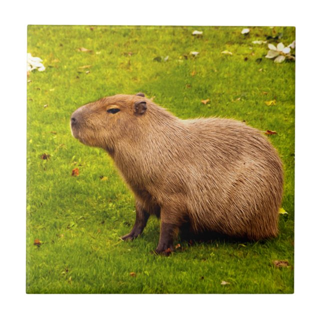Capybara Ceramic Tile (Front)