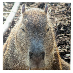 CAPYBARA CERAMIC TILE