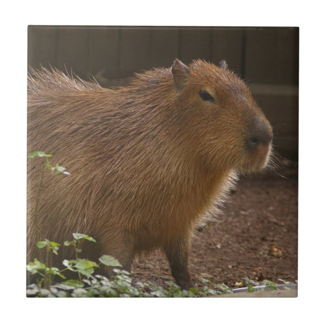 Capybara Ceramic Tile (Front)