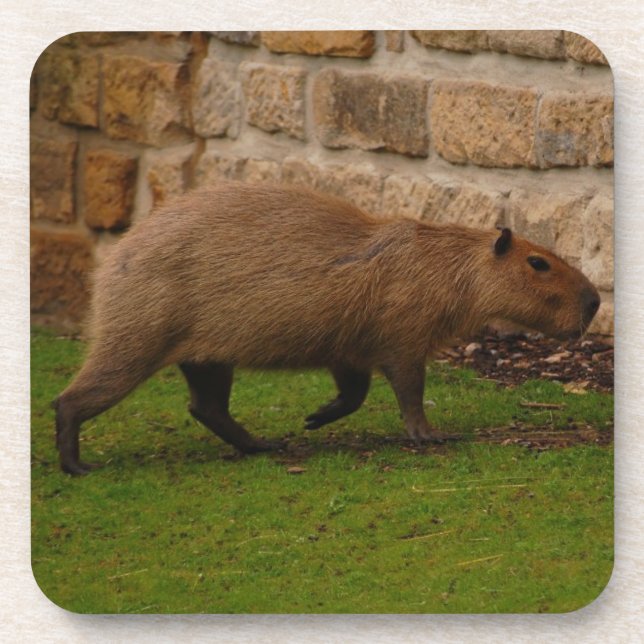 capybara coaster (Front)
