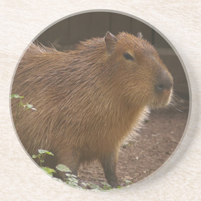 Capybara Coaster (Front)