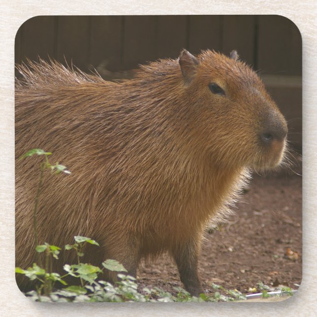Capybara Coaster (Front)