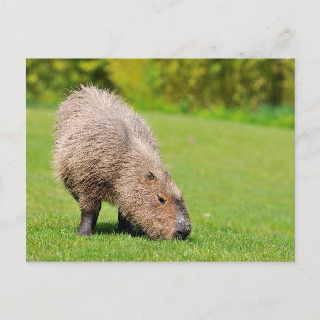 Capybara eating grass postcard (Front)