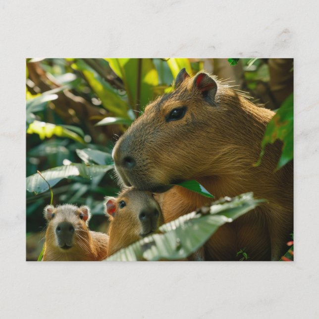 Capybara Family in Tropical Habitat Postcard (Front)