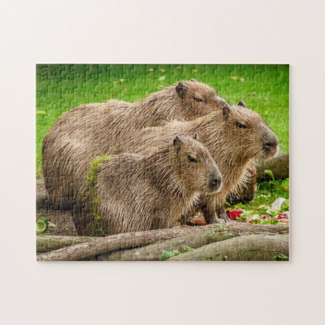 Capybara Family Photo Puzzle (Horizontal)