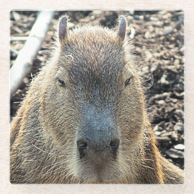 CAPYBARA GLASS COASTER (Front)