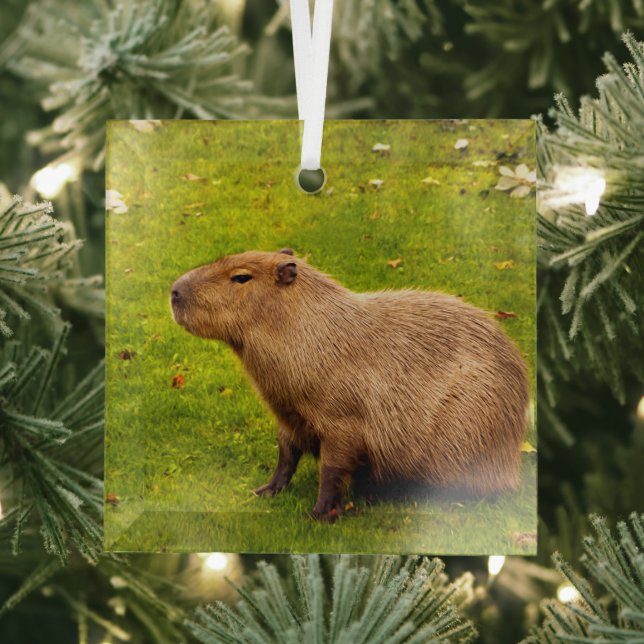 Capybara Glass Tree Decoration (Insitu)