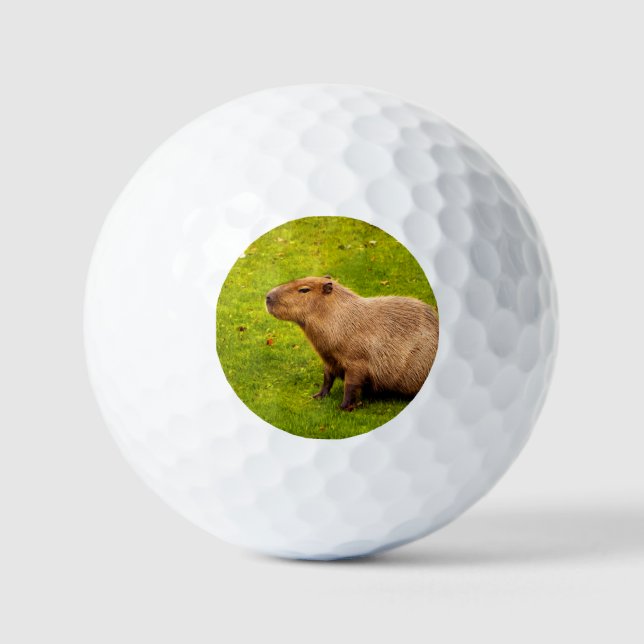 Capybara Golf Balls (Front)