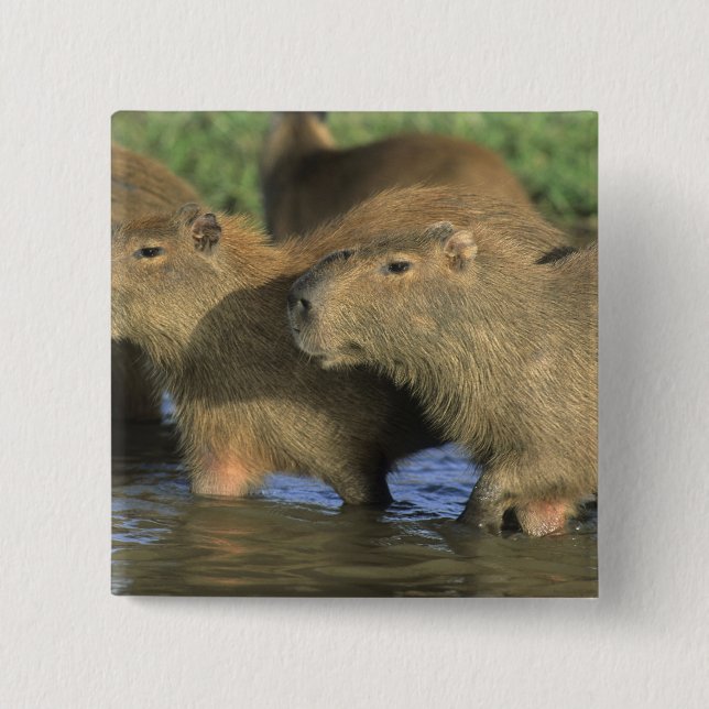 Capybara, Hydrochaeris hydrochaeris), world's 15 Cm Square Badge (Front)