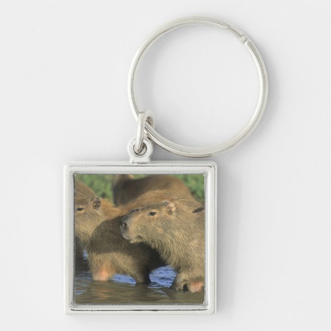Capybara, Hydrochaeris hydrochaeris), world's Key Ring (Front)