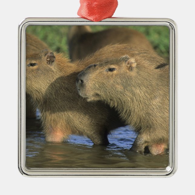 Capybara, Hydrochaeris hydrochaeris), world's Metal Ornament (Front)