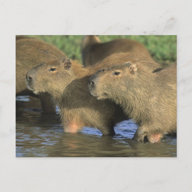 Capybara, Hydrochaeris hydrochaeris), world's Postcard (Front)